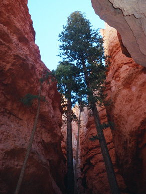 Douglas Fir Trees Wall St Navajo Trail
