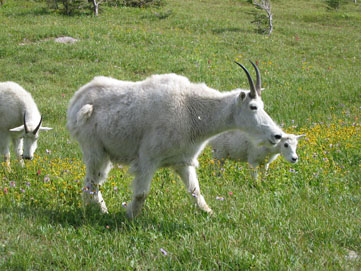 White mountain goats, Glacier National Park