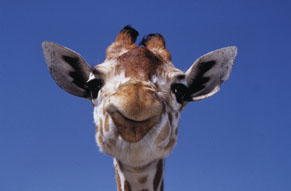 Giraffe at Natural Bridge Wildlife Ranch