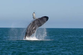 Whale breaching from the sea