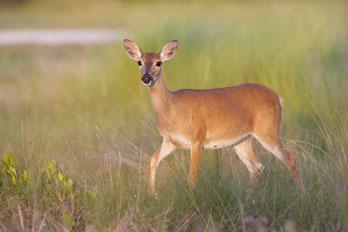 Deer at National Key Deer Refuge, FL