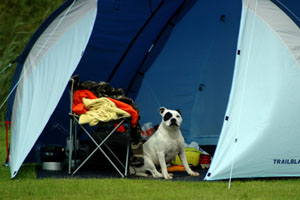 A dog sitting in front of a tent
