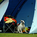 A dog sitting in front of a tent