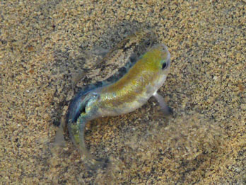 Pup fish found in pools at Salt Creek, Death Valley National Park