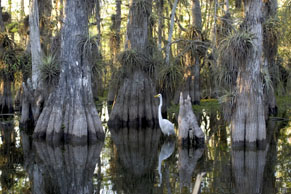 Great Egret standing in Cypress Swamp