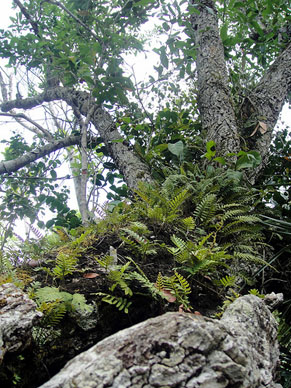 Mahogany Tree, Mahogany Hammock Trail