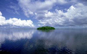 Mangrove island surrounded by sea