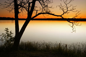 Sunset silhouette of tree, with lake in background