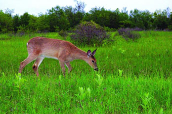 Deer grazing in Big Meadows Shenandoah National Park