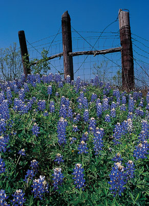 Bluebonnet covered hill