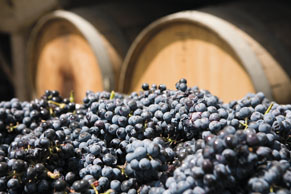 Vineyard grapes and barrels
