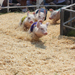 Pigs racing at the State Fair