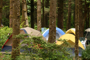 Tents in a forest