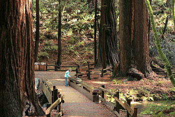 Child on trail in Muir Woods National Monument