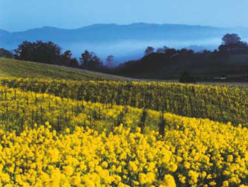 Field of Mustard in the Napa Valley