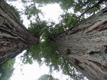 Look up at two Coastal Redwood Trees