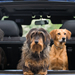 Three dogs in back of car