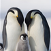 Emperor Penguins and chick