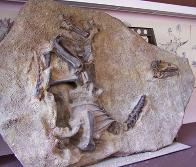 Dinosaur trapped in stone on display at the Dinosaur National Monument