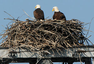 Two Bald Eagles in their nest