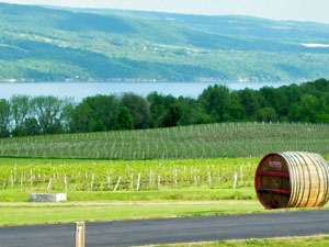 View of the vineyards and Seneca lake from Glenora Wine Cellar
