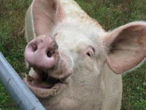 Happy friendly Pig at the Farm Sanctuary