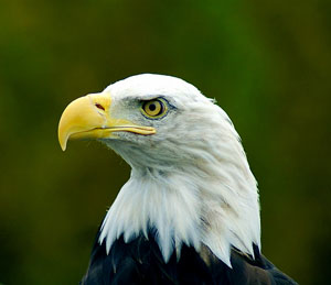 Bald Eagle at Skagit River Bald Eagle Natural Area