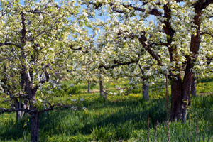 Apple Orchard in Wenatchee Valley