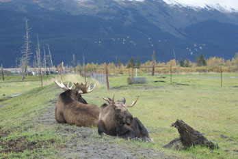 Moose at Anchorage Wildlife Coastal Refuge, AK