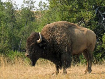 Bison in the wild