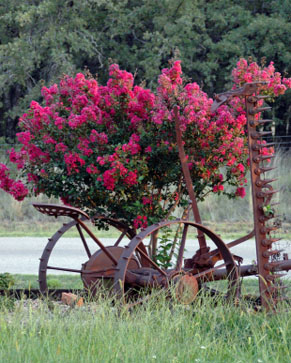 Antique sickle mower with purple flowers