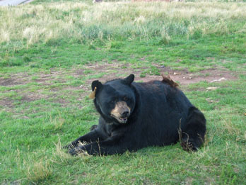 Black Bear at Bear Country USA
