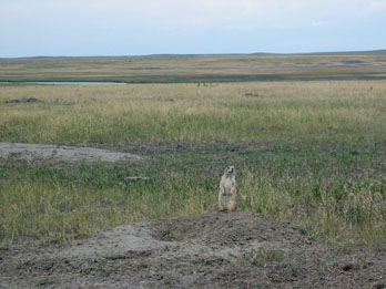Prairie Dog keeping a lookout, Badlands National Park