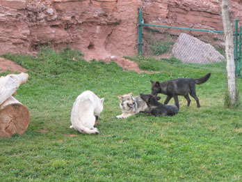Wolf cubs playing, Bear Country USA