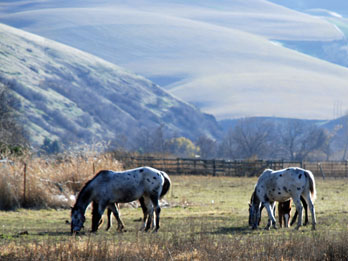 Appaloosa horses grazing