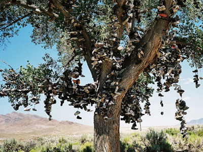 Shoe Tree in Nevada filled with shoes hanging from the branches