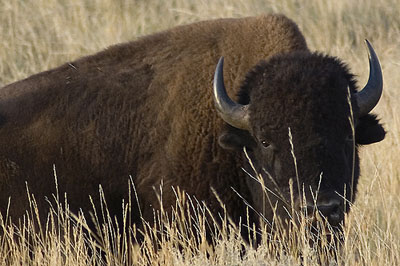 A buffalo grazes in the Gallatin National Forest in SW Montana