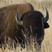 A buffalo grazes in the Gallatin National Forest in SW Montana