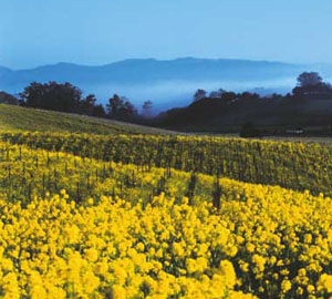 Field of Mustard, in Napa Valley