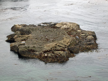 Seals bathing on a rock island at Point Lobos State Natural Reserve