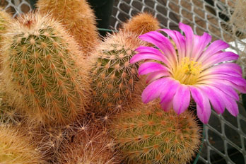 Cactus at Chihuahuan Desert Nature Center