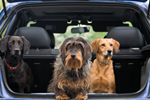 Three dogs in back of car